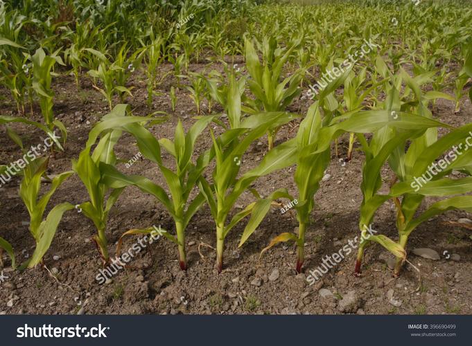 Crop - 农场模拟经营手游_资料大全-3 Crop - 农场模拟经营手游_资料大全-3
