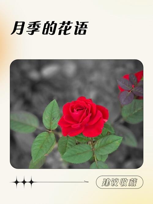 花语月 - 唯美解谜冒险手游_资料大全-3 花语月 - 唯美解谜冒险手游_资料大全-3