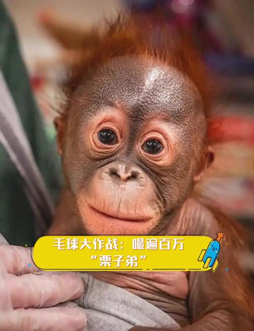 毛球大作战 - 休闲益智手游_资料大全-4