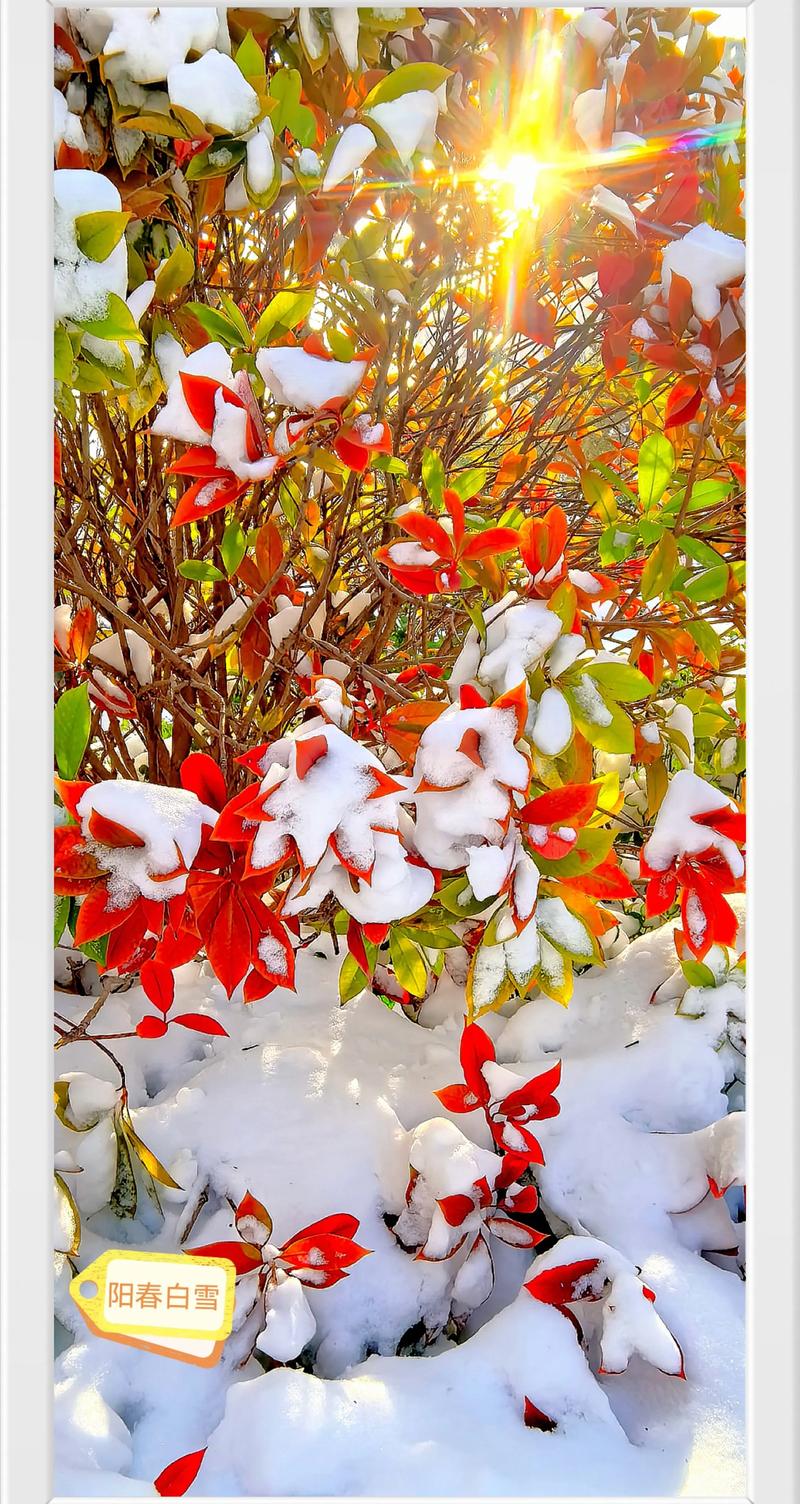 阳春白雪 - 国风音乐节奏手游_资料库-5 阳春白雪 - 国风音乐节奏手游_资料库-5