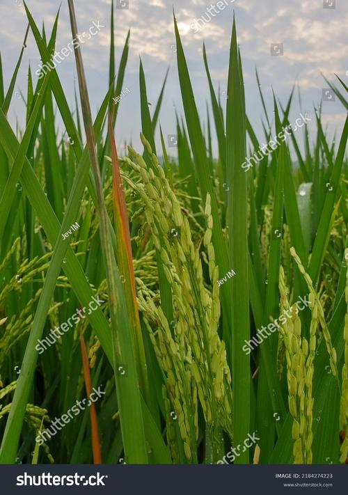 Crop - 农场模拟经营手游_资料大全-4 Crop - 农场模拟经营手游_资料大全-4