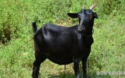 黑羊 – 心理恐怖解谜单机游戏_资料大全