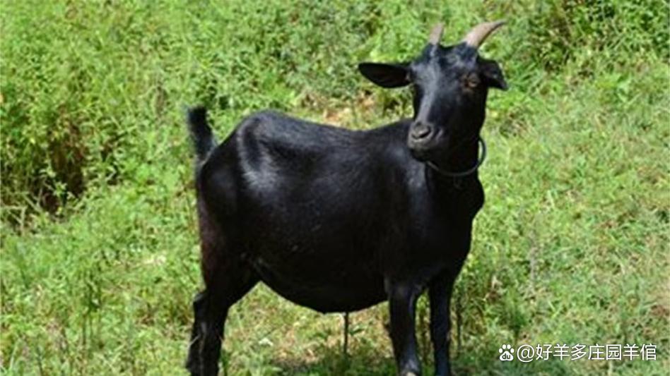 黑羊 - 心理恐怖解谜单机游戏_资料大全-1 黑羊 - 心理恐怖解谜单机游戏_资料大全-1