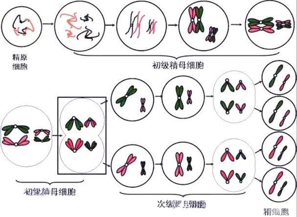 细胞分裂 - 潜行谍报动作单机游戏_资料大全-2 细胞分裂 - 潜行谍报动作单机游戏_资料大全-2