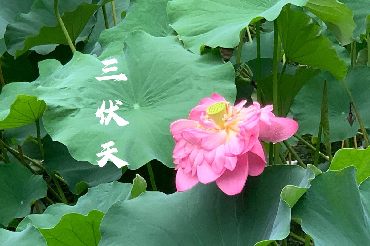 三伏 - 中式悬疑解谜单机游戏_百科资料-2 三伏 - 中式悬疑解谜单机游戏_百科资料-2