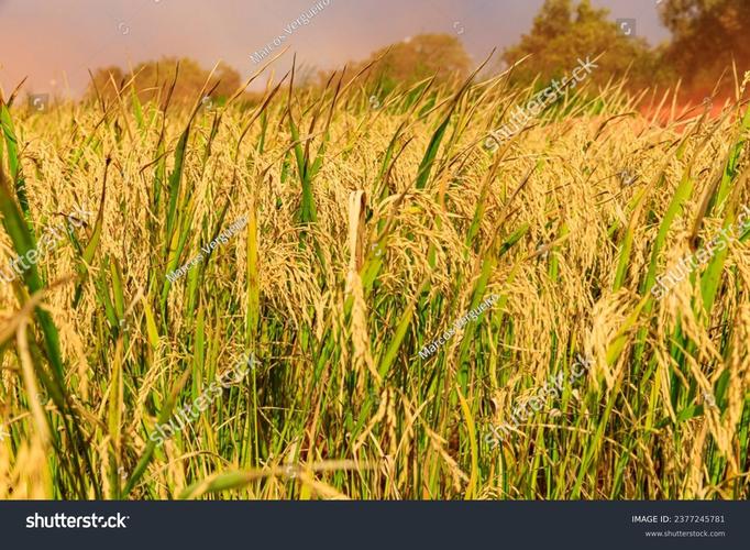 Crop - 农场模拟经营手游_资料大全-5 Crop - 农场模拟经营手游_资料大全-5