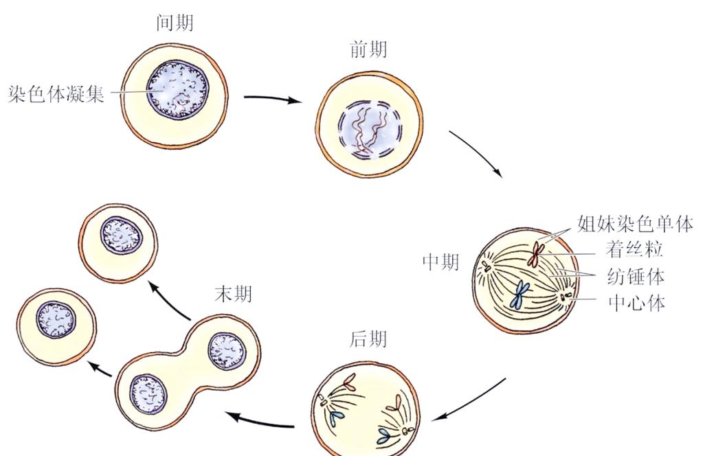 细胞分裂 - 潜行谍报动作单机游戏_资料大全-5 细胞分裂 - 潜行谍报动作单机游戏_资料大全-5