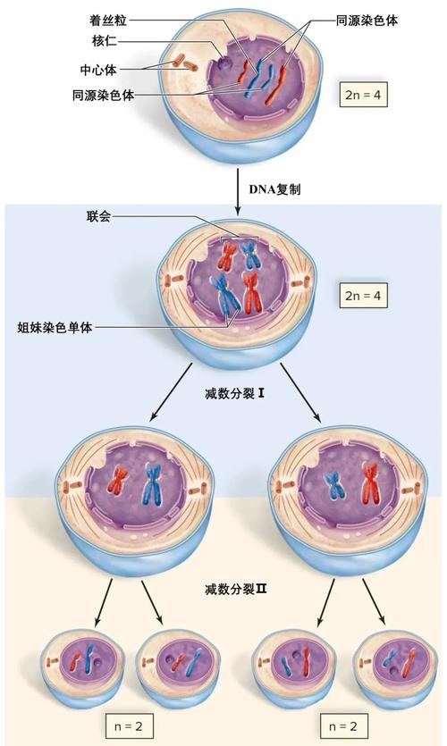 细胞分裂 - 潜行谍报动作单机游戏_资料大全-4 细胞分裂 - 潜行谍报动作单机游戏_资料大全-4