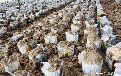百味灵芝怎么刷最快？3个高效采集路线推荐