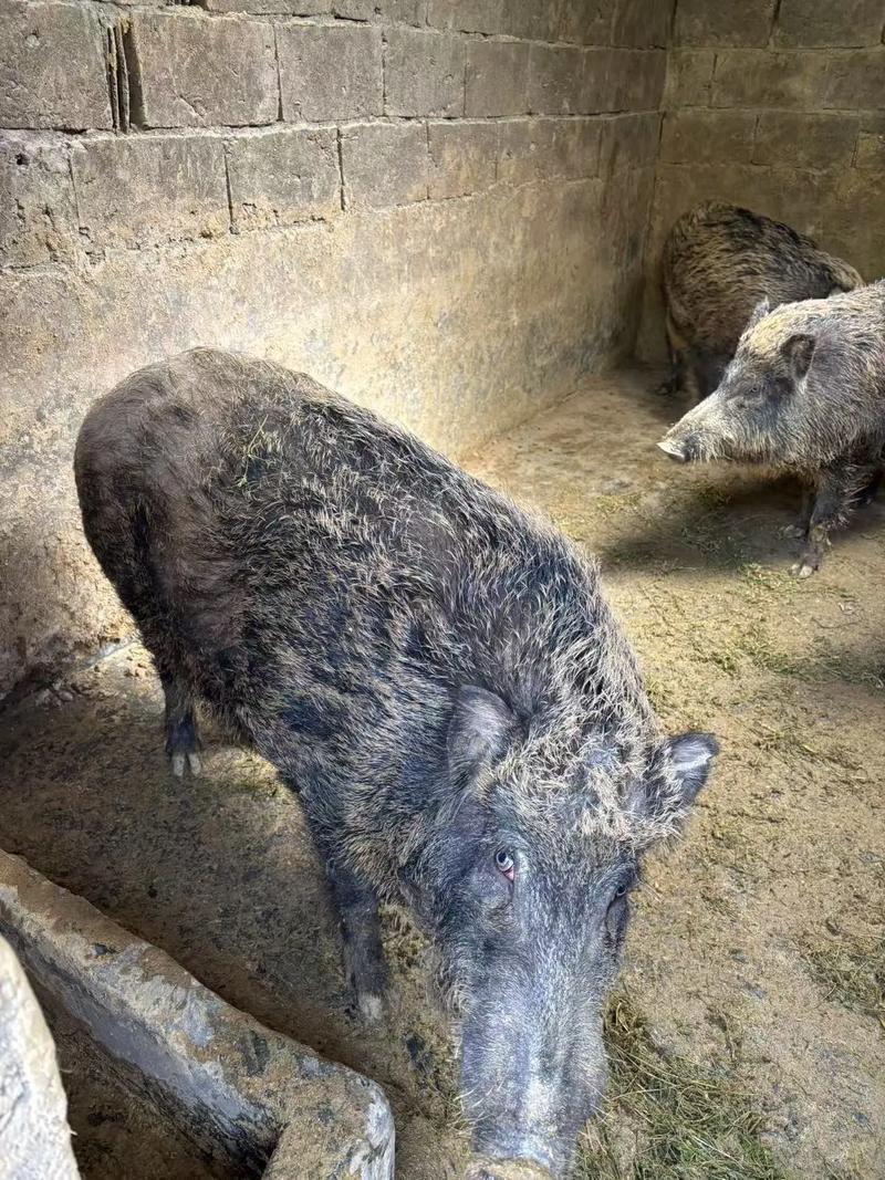 最新真野猪副本开荒攻略,3分钟掌握BOSS机制与高效打法-4 最新真野猪副本开荒攻略,3分钟掌握BOSS机制与高效打法-4
