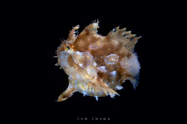 赞加孢子鱼怎么钓最快？3分钟速刷点位与技巧教学-2