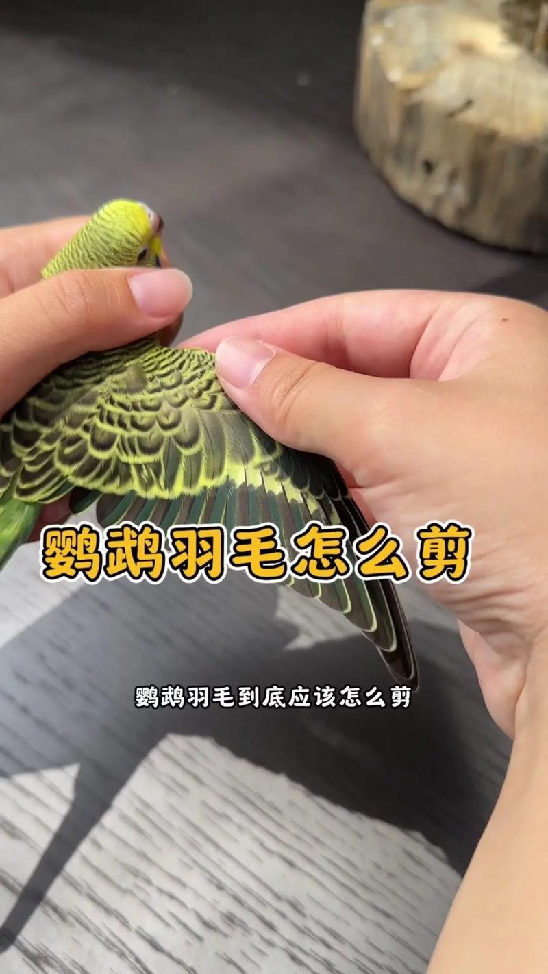 绝音鸟羽毛获取攻略:3个高效刷取地点与刷新时间详解-2 绝音鸟羽毛获取攻略:3个高效刷取地点与刷新时间详解-2