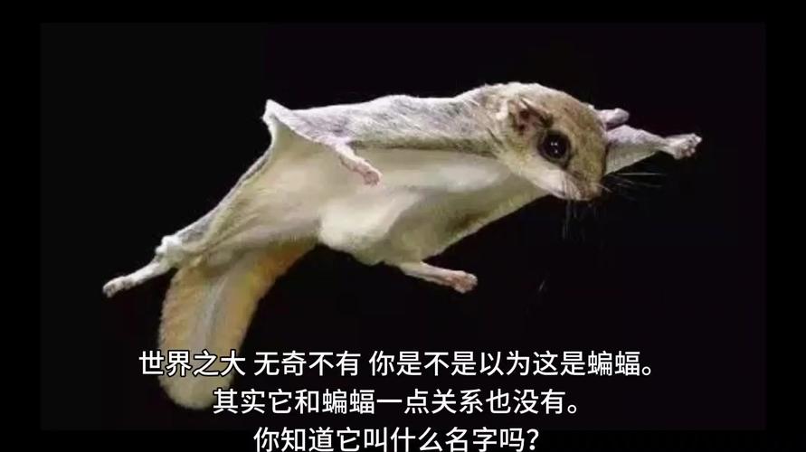 五方寒物护异鸟打法攻略：3分钟掌握核心机制轻松通关-3