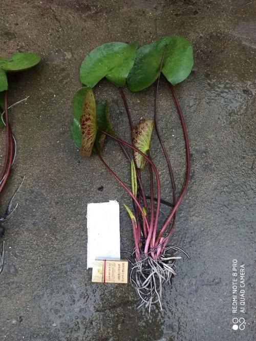 血瓣花苗怎么种？3分钟教你轻松搞定种植技巧-3