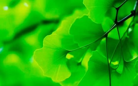 光遇绿色光芒位置在哪？最新季节轻松收集攻略