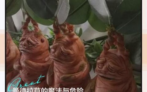 不用管啼哭的曼德拉草和发出声音的宝箱？霍格沃茨之遗必看开荒避坑指南