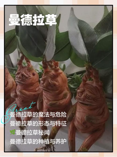 不用管啼哭的曼德拉草和发出声音的宝箱？霍格沃茨之遗必看开荒避坑指南-1