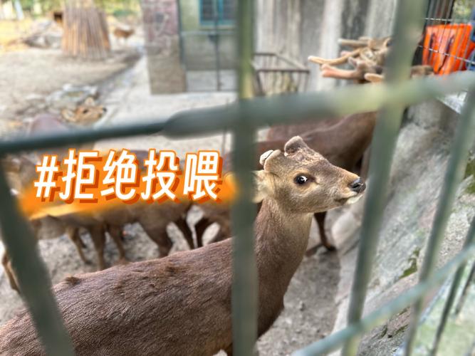投食槽动物捕捉全攻略：5分钟教你轻松找到并驯服它们-2