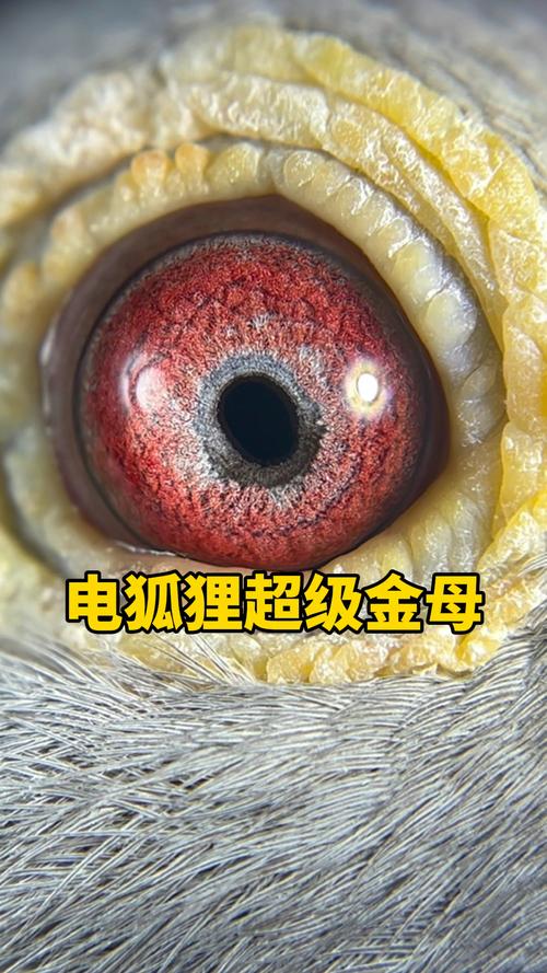 S8赛季电刃狐狸出装攻略，3分钟学会版本T0打法-2