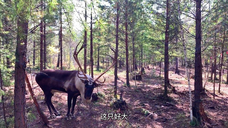 解救驯鹿梅森任务全攻略:5分钟速通隐藏成就技巧-2 解救驯鹿梅森任务全攻略:5分钟速通隐藏成就技巧-2