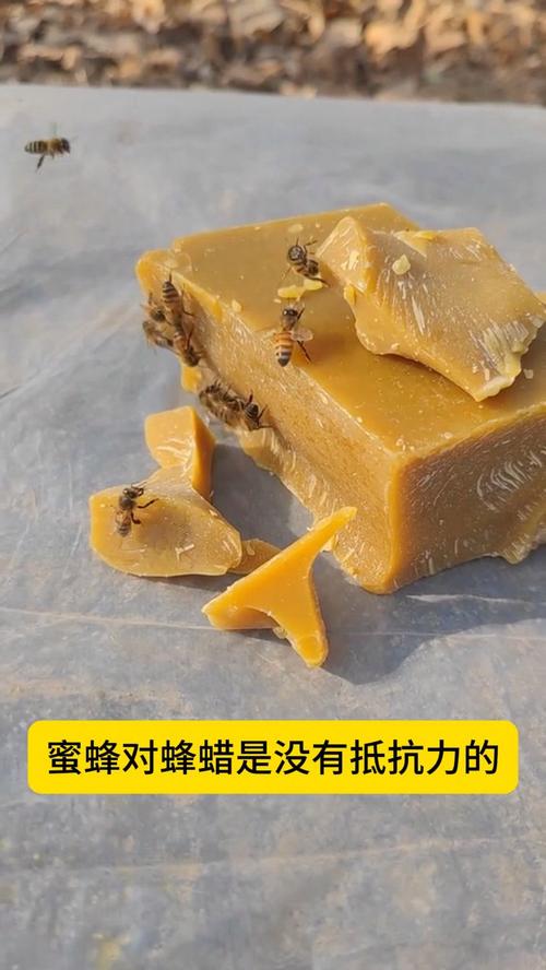蜜蜂还是胡蜂？3分钟搞懂哪些蜂能制造蜂蜡-2