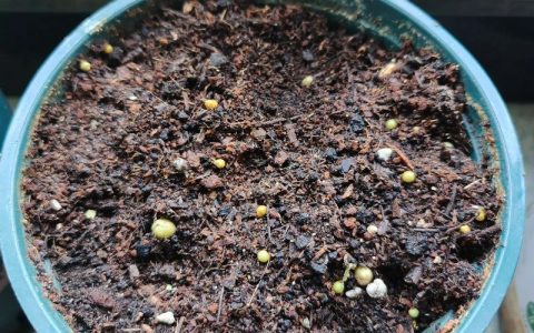 血瓣花苗怎么种？3分钟教你轻松搞定种植技巧
