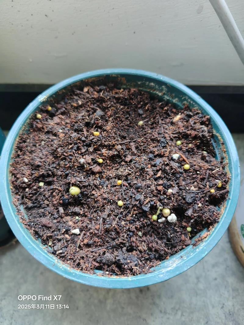 血瓣花苗怎么种？3分钟教你轻松搞定种植技巧-1