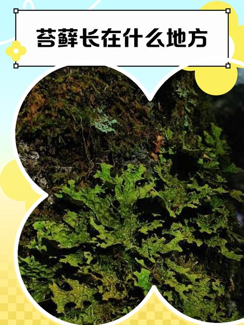 哀伤苔高效采集路线图,5分钟刷满背包必看攻略-2 哀伤苔高效采集路线图,5分钟刷满背包必看攻略-2