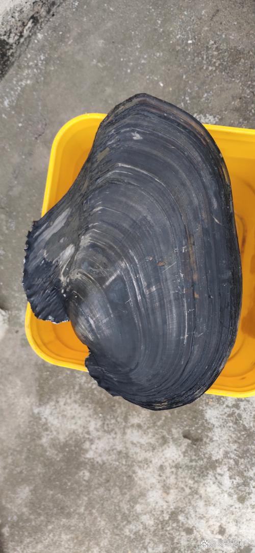冬鳞蚌壳怎么刷最快？3个高效采集点路线推荐-2