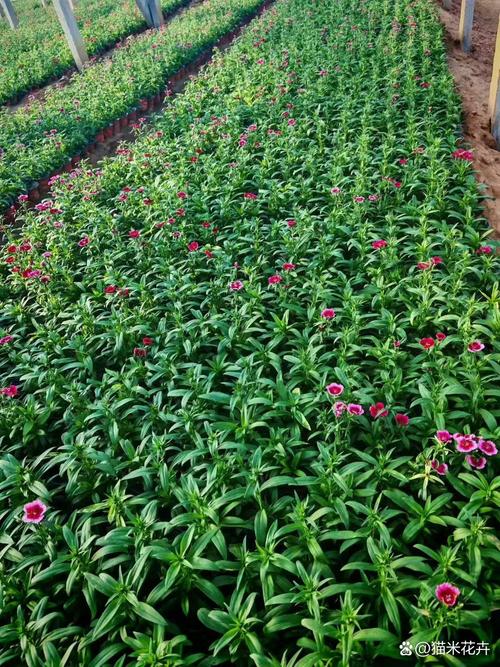 血瓣花苗怎么种？3分钟教你轻松搞定种植技巧-2