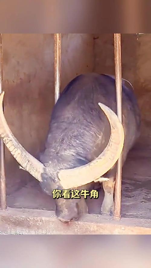 牛头统帅的犄角怎么获得？3分钟速刷攻略与隐藏成就详解-2