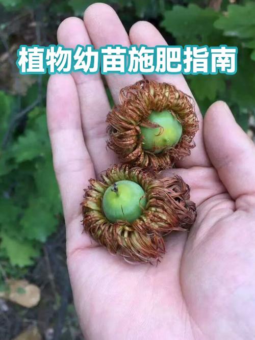 新手必看!给幼苗施龙粪的3个常见误区,小心烧苗-3 新手必看!给幼苗施龙粪的3个常见误区,小心烧苗-3