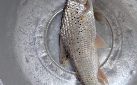 赞加孢子鱼怎么钓最快？3分钟速刷点位与技巧教学