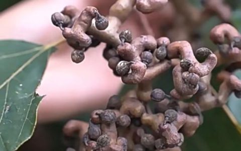 鸡鸣山梗怎么触发？5分钟速通隐藏成就全攻略