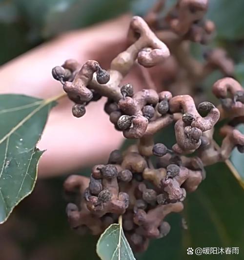 鸡鸣山梗怎么触发？5分钟速通隐藏成就全攻略-1