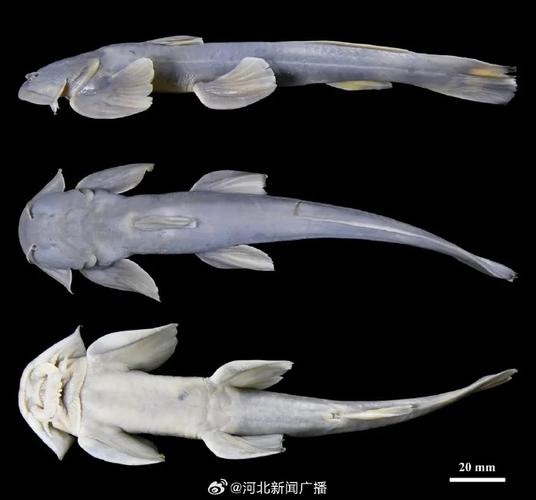 赞加孢子鱼怎么钓最快？3分钟速刷点位与技巧教学-3