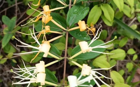 小森生活忍冬花采集位置全攻略，3个高效点位轻松找齐