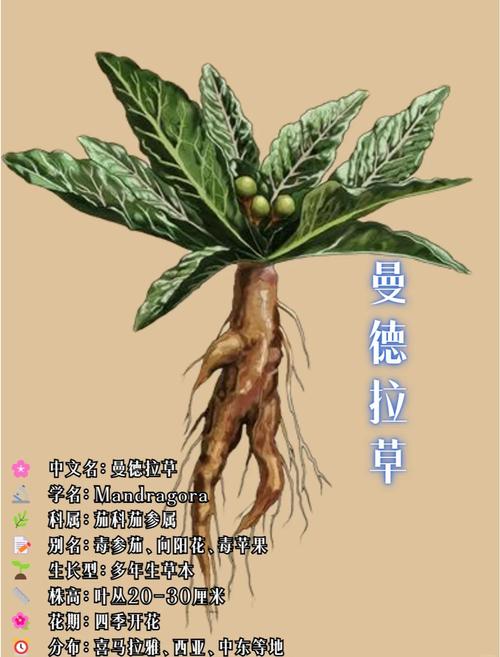 不用管啼哭的曼德拉草和发出声音的宝箱？霍格沃茨之遗必看开荒避坑指南-4