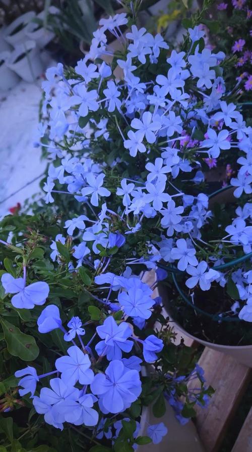 小花仙蓝色冰雪花怎么获得？最新获取攻略与种植技巧-4