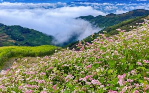 云野赏花全攻略：3个隐藏花海位置与最佳拍照时间