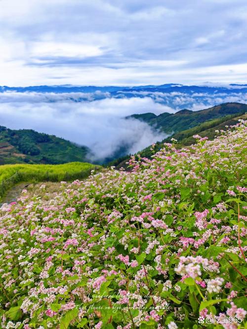 云野赏花全攻略：3个隐藏花海位置与最佳拍照时间-1