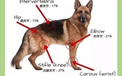 DNF犬使摩震位置在哪？最新版本速刷路线与隐藏奖励详解
