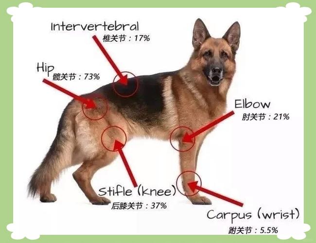 DNF犬使摩震位置在哪?最新版本速刷路线与隐藏奖励详解-1 DNF犬使摩震位置在哪?最新版本速刷路线与隐藏奖励详解-1