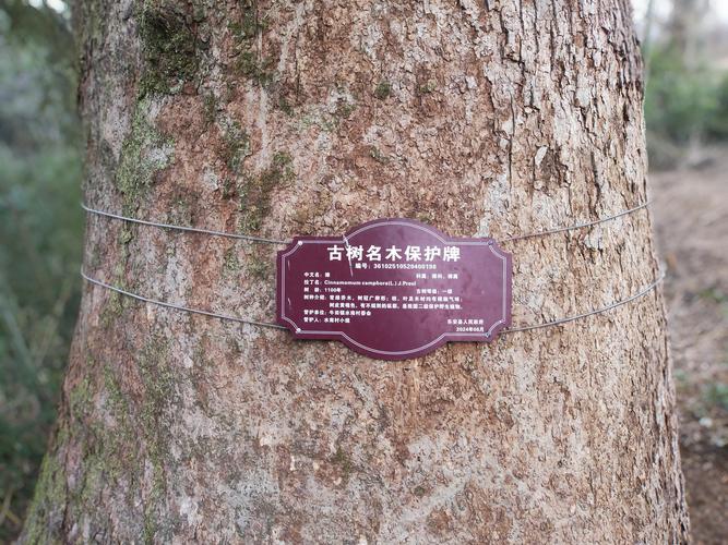 烟雨江湖树木采集全攻略:木材用途详解与高效获取技巧-4 烟雨江湖树木采集全攻略:木材用途详解与高效获取技巧-4