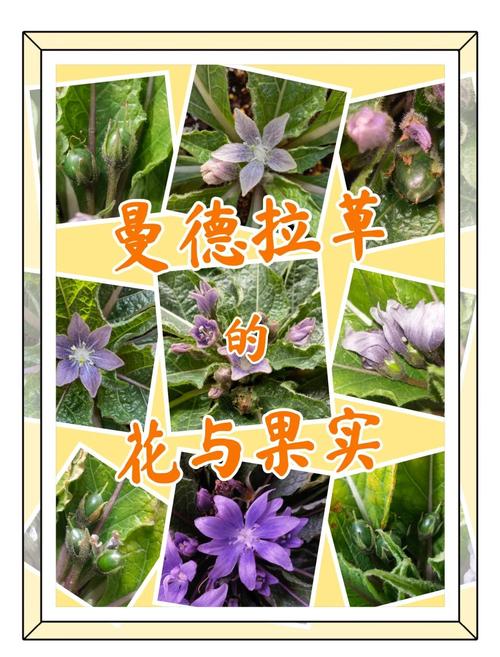 不用管啼哭的曼德拉草和发出声音的宝箱？霍格沃茨之遗必看开荒避坑指南-2