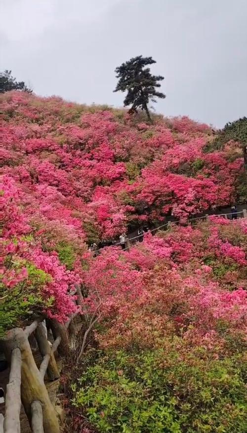 云野赏花全攻略：3个隐藏花海位置与最佳拍照时间-4