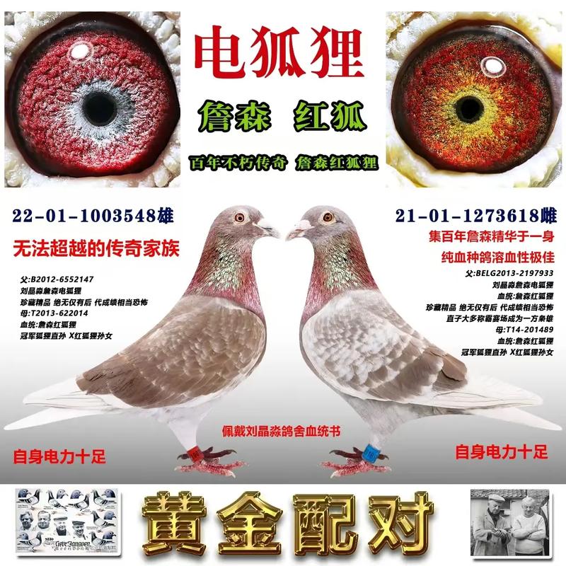 S8赛季电刃狐狸出装攻略，3分钟学会版本T0打法-3