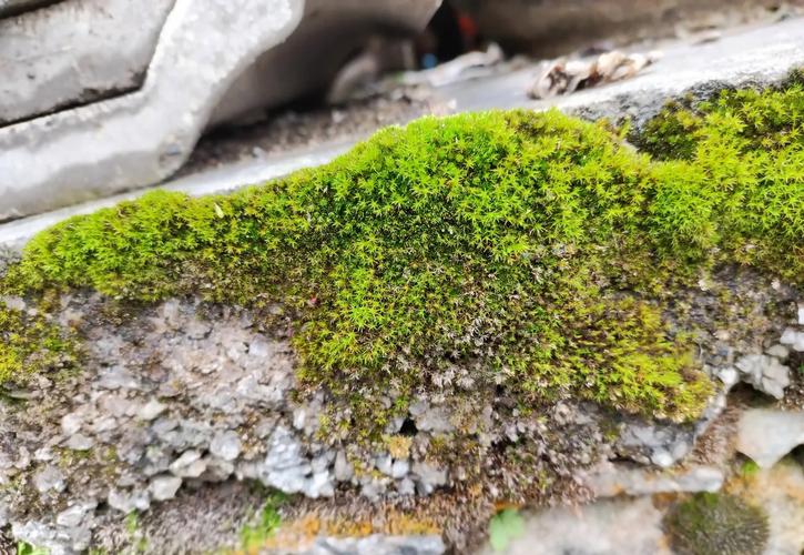 哀伤苔高效采集路线图,5分钟刷满背包必看攻略-3 哀伤苔高效采集路线图,5分钟刷满背包必看攻略-3