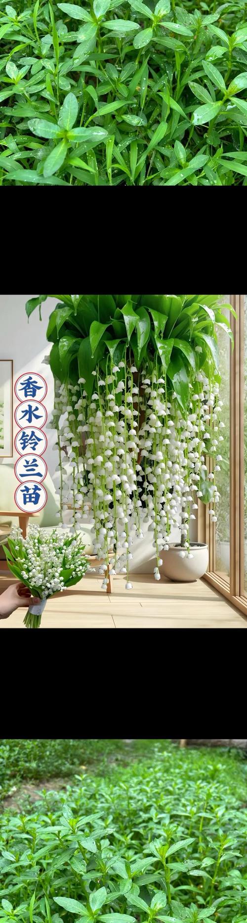 湖光铃兰怎么获得？最新版本采集路线与刷新时间全攻略-2