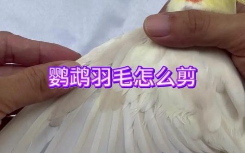 绝音鸟羽毛获取攻略：3个高效刷取地点与刷新时间详解